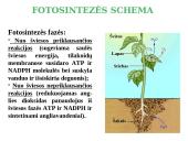 Fotosintezė, kvėpavimas 12 puslapis