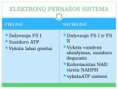 Fotosintezė, kvėpavimas 14 puslapis