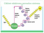 Fotosintezė, kvėpavimas 15 puslapis