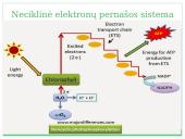 Fotosintezė, kvėpavimas 16 puslapis