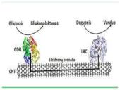 Fotosintezė, kvėpavimas 17 puslapis