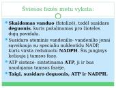 Fotosintezė, kvėpavimas 18 puslapis