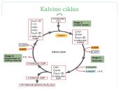 Fotosintezė, kvėpavimas 19 puslapis