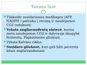 Fotosintezė, kvėpavimas 20 puslapis