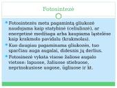 Fotosintezė, kvėpavimas 3 puslapis