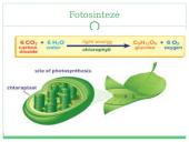 Fotosintezė, kvėpavimas 4 puslapis