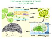 Fotosintezė, kvėpavimas 6 puslapis