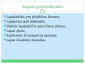 Fotosintezė, kvėpavimas 7 puslapis