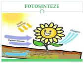 Fotosintezė, kvėpavimas 10 puslapis