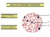 Gyvūnų audiniai konspektas 12 puslapis