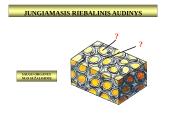 Gyvūnų audiniai konspektas 13 puslapis