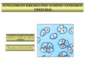 Gyvūnų audiniai konspektas 15 puslapis