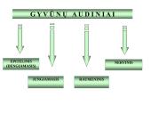 Gyvūnų audiniai konspektas 3 puslapis