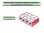 Gyvūnų audiniai konspektas 5 puslapis