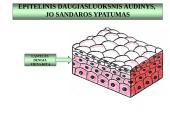 Gyvūnų audiniai konspektas 6 puslapis