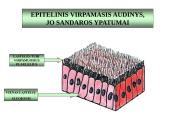 Gyvūnų audiniai konspektas 7 puslapis