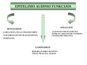 Gyvūnų audiniai konspektas 9 puslapis