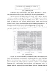Vadovas ir lyderis: skirtumai ir panašumai 10 puslapis