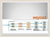Mejozė