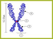 Mitozė pristatymas 2 puslapis