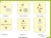 Mitozė pristatymas 11 puslapis