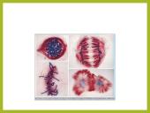 Mitozė pristatymas 12 puslapis