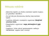 Mitozė pristatymas 14 puslapis