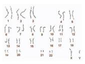 Mitozė pristatymas 16 puslapis