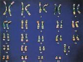 Mitozė pristatymas 3 puslapis