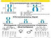Mitozė pristatymas 4 puslapis