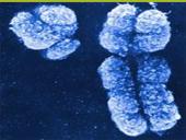 Mitozė pristatymas 5 puslapis