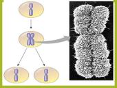 Mitozė pristatymas 6 puslapis