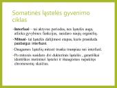 Mitozė pristatymas 7 puslapis