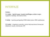 Mitozė pristatymas 8 puslapis