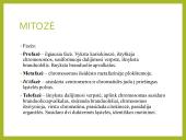 Mitozė pristatymas 9 puslapis