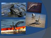 Vandens tarša skaidrės 5 puslapis