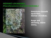 Oro bei atmosferos tarša 18 puslapis