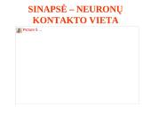 Nervų sistemos valdymas 13 puslapis