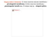 Nervų sistemos valdymas 14 puslapis