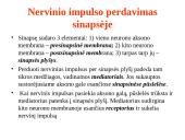 Nervų sistemos valdymas 15 puslapis