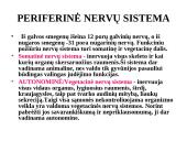 Nervų sistemos valdymas 16 puslapis