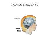 Nervų sistemos valdymas 20 puslapis