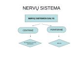 Nervų sistemos valdymas 3 puslapis