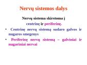 Nervų sistemos valdymas 4 puslapis