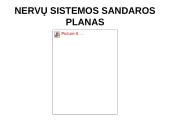 Nervų sistemos valdymas 5 puslapis