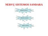Nervų sistemos valdymas 6 puslapis
