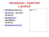 Nervų sistemos valdymas 8 puslapis