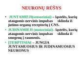 Nervų sistemos valdymas 10 puslapis