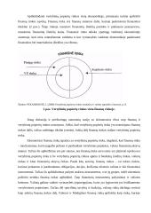 Vertybinių popierių rinka ir jos organizavimas Lietuvoje 5 puslapis