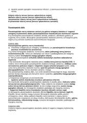 Nervų sistema (systema nervosum) 13 puslapis